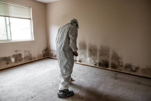 Best Mold Removal for HVAC Installations  in Jarrettsville, MD